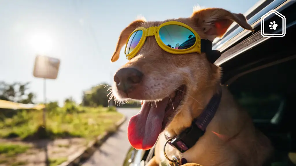 Tropische temperaturen? Zo hou je jouw huisdier koel als een komkommer 🐾☀️